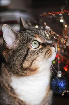 Stripped cat Stock Photos