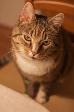 Stripped cat Stock Photos