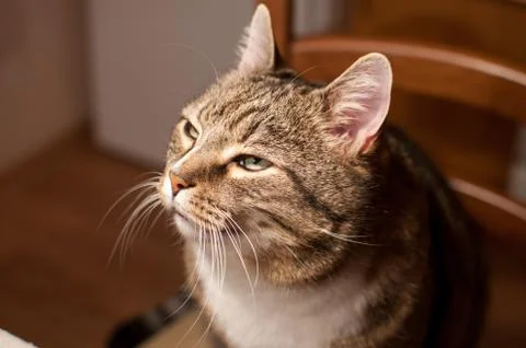 Stripped cat Stock Photos