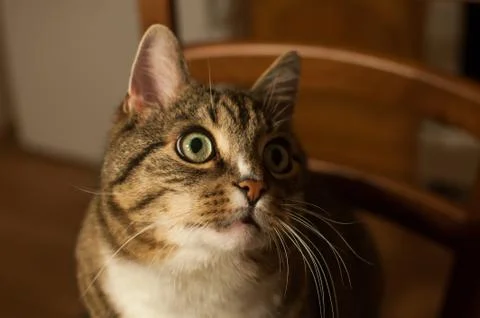 Stripped cat Stock Photos
