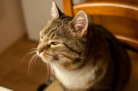 Stripped cat Stock Photos