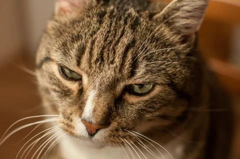 Stripped cat Stock Photos