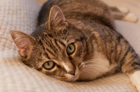 Stripped cat Stock Photos