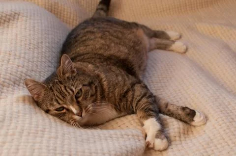 Stripped cat Stock Photos