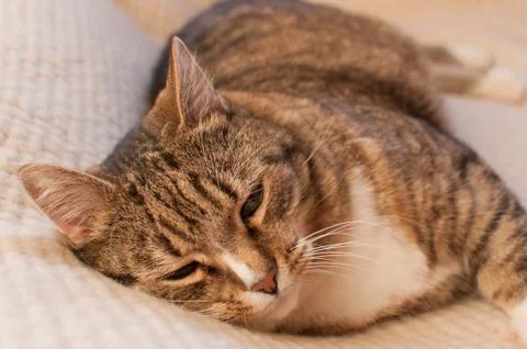 Stripped cat Stock Photos