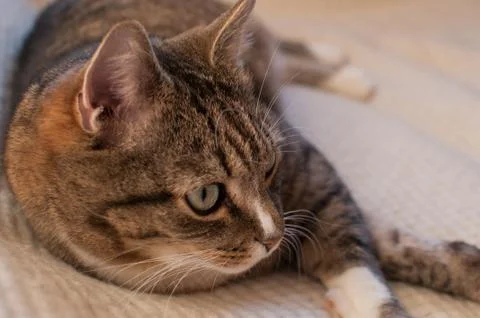 Stripped cat Foto stock