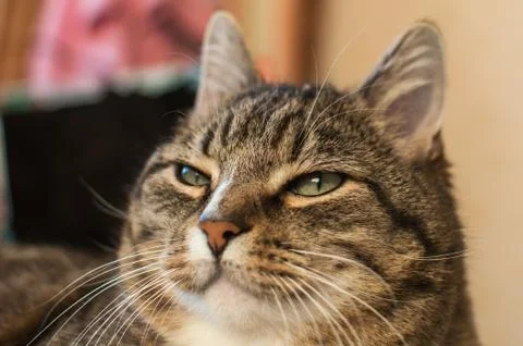 Stripped cat Stock Photos