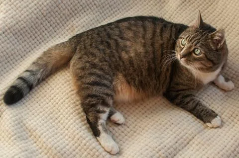 Stripped cat Stock Photos