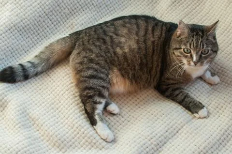 Stripped cat Stock Photos