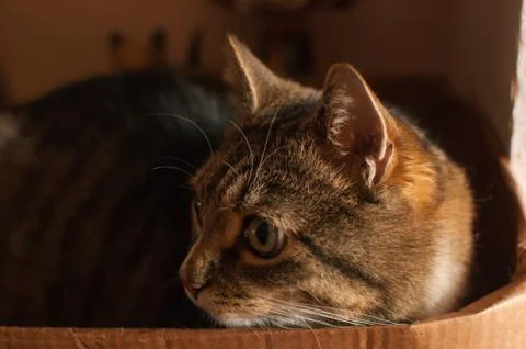 Stripped cat Stock Photos