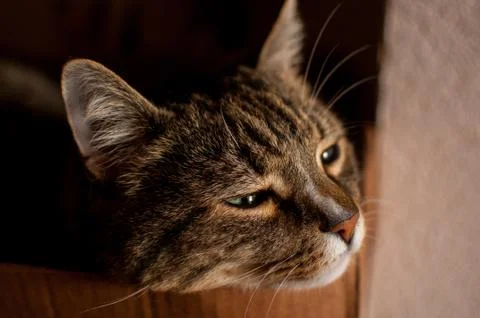 Stripped cat Stock Photos