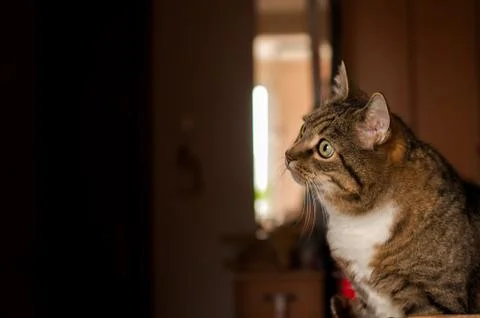 Stripped cat Stock Photos