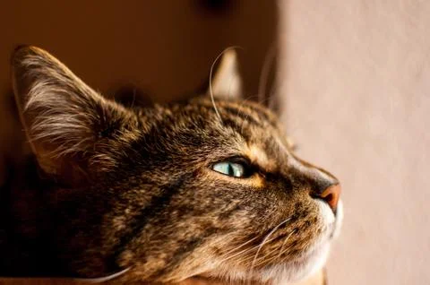 Stripped cat Stock Photos