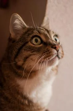 Stripped cat Stock Photos