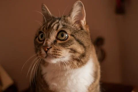 Stripped cat Stock Photos