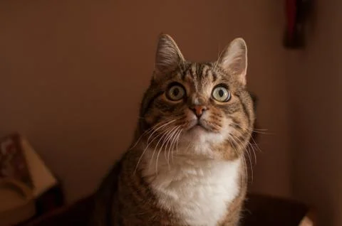 Stripped cat Stock Photos