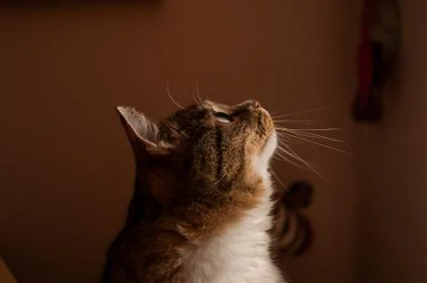 Stripped cat Stock Photos