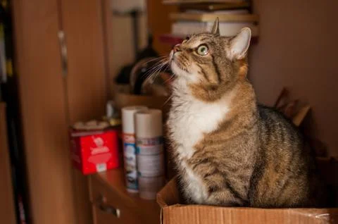 Stripped cat Stock Photos