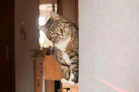 Stripped cat Stock Photos