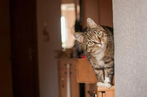 Stripped cat Stock Photos