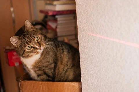 Stripped cat Stock Photos