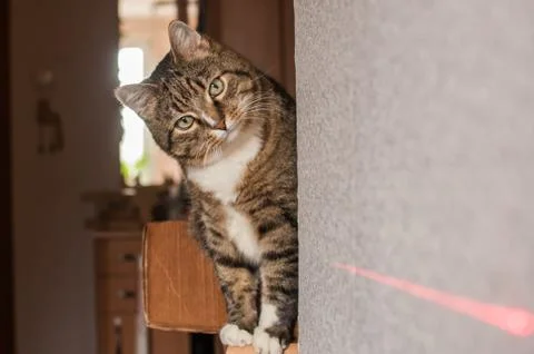 Stripped cat Stock Photos