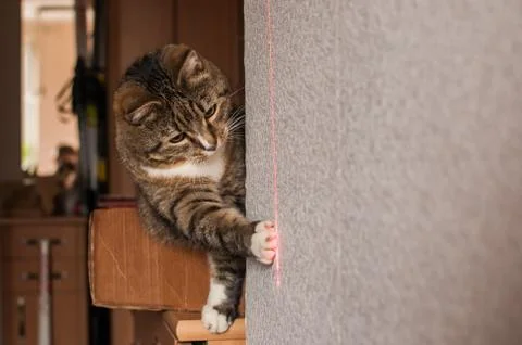 Stripped cat Stock Photos