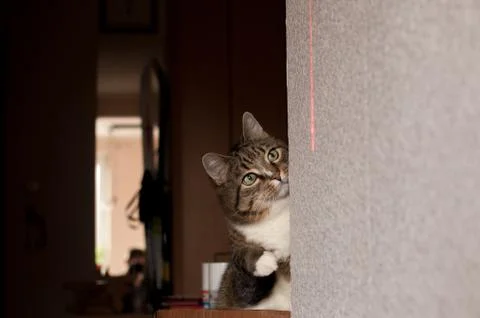 Stripped cat Stock Photos