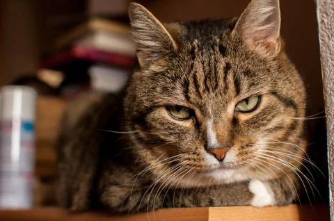 Stripped cat Stock Photos