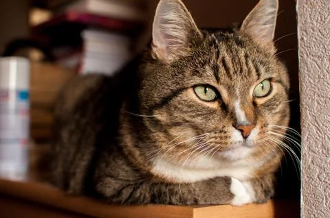 Stripped cat Stock Photos