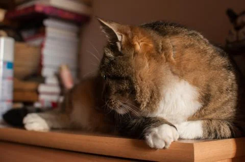 Stripped cat Stock Photos