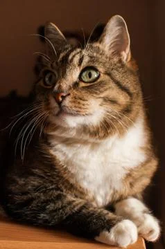 Stripped cat Foto stock