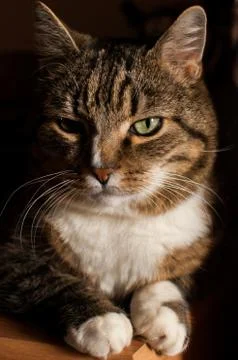 Stripped cat Stock Photos