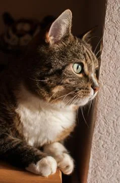 Stripped cat Stock Photos