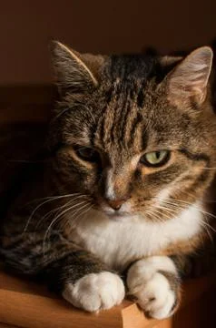 Stripped cat Stock Photos