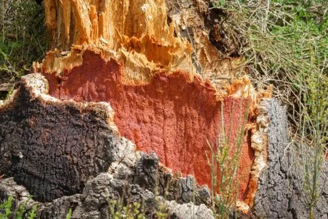 Stripped Cork Tree trunk Stock Photos