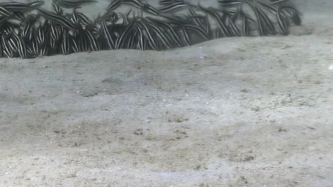 Stripped eel catfish gather on sandy ocean floor in philippines Stock Footage 327015367