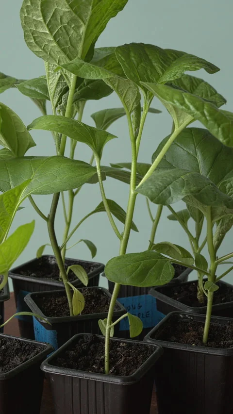 Stripped eggplant seedlings in plastic pots. Vídeos de archivo 333035926
