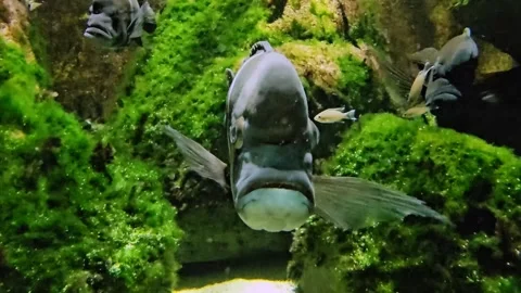 A stripped Humphead cichlid fish Stock Footage 294354883