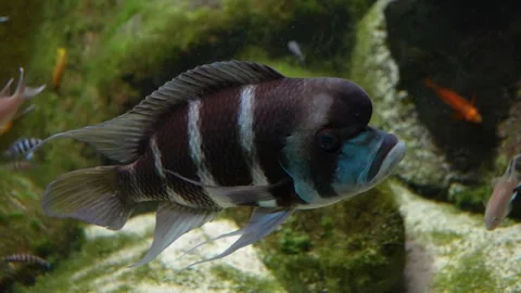 A stripped Humphead cichlid fish Stock Footage 299932705
