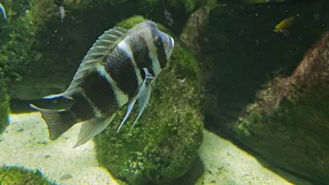 A stripped Humphead cichlid Stock Footage 266753887