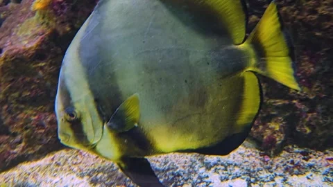 A stripped saltwater batfish Stock Footage 275865949