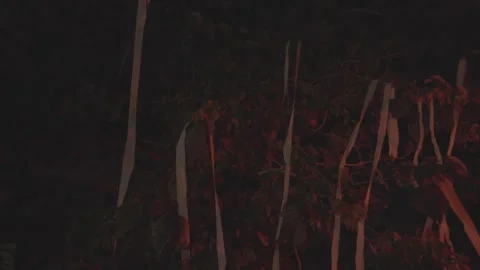 Strips of Fabric on Trees at Night Video stock 314903670