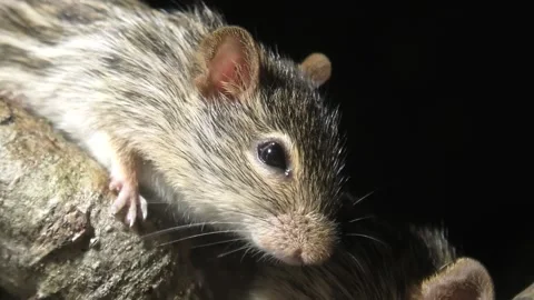 Stripy Field Mouse on Black Background Stock Footage 338015099