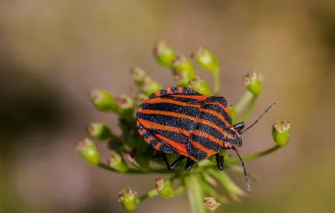 Stripy shield bug crawling on green buds Stock Photos