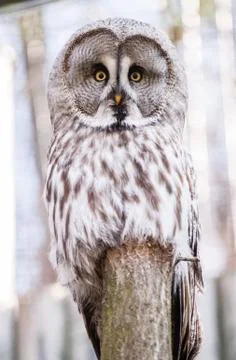 Strix nebulosa Stock Photos