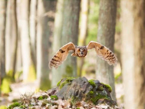 Strix otus fly through forest - Long-eared owl Foto stock