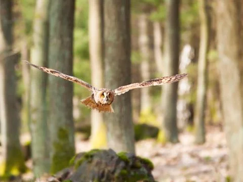 Strix otus fly through forest - Long-eared owl Stock Photos