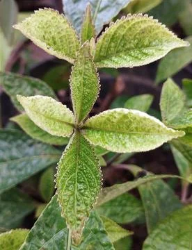 Strobilanthes crispa Stock Photos