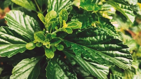 Strobilanthes crispus Video stock 310448605